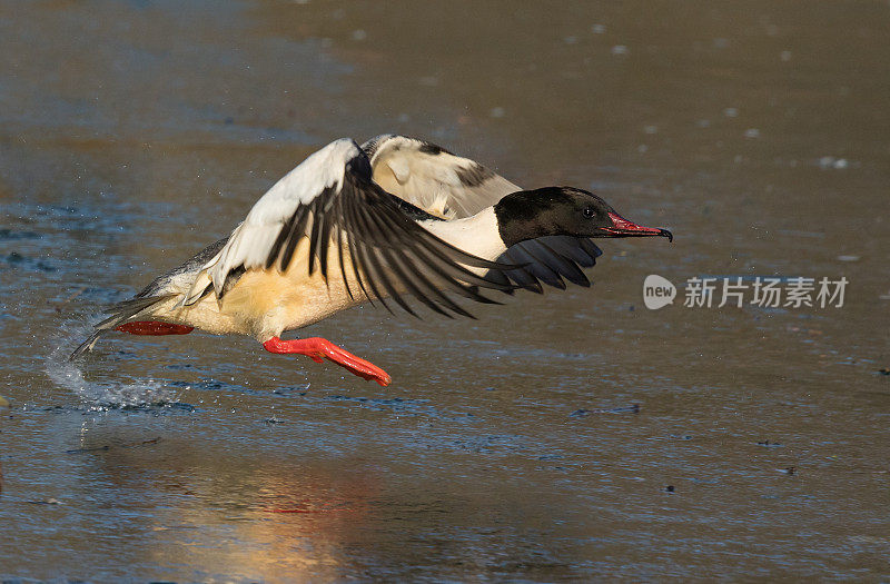 冬季奔跑雄性鹅(Mergus merganser)